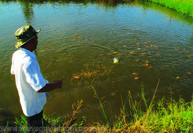 Kỹ Thuật Nuôi Cá Nước Ngọt || Kiến Thức Khác