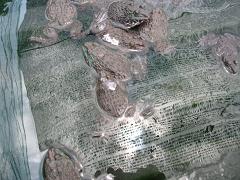 nuôi ếch thịt 10