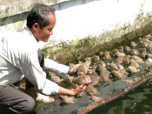 Lãi Hàng Chục Triệu Đồng Mỗi Năm Từ Nuôi Ếch