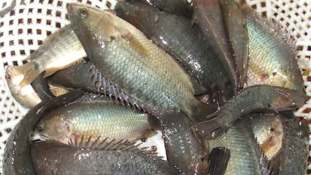 bệnh đen thân ở cá rô