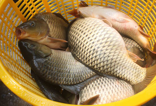 Mô Hình Nuôi Cá Chép Truyền Thống || Nuôi Cá Chép