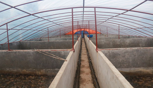 Bí Quyết Nuôi Ếch Cho Ăn Tỏi Thu Tiền Tỷ || Nuôi Ếch