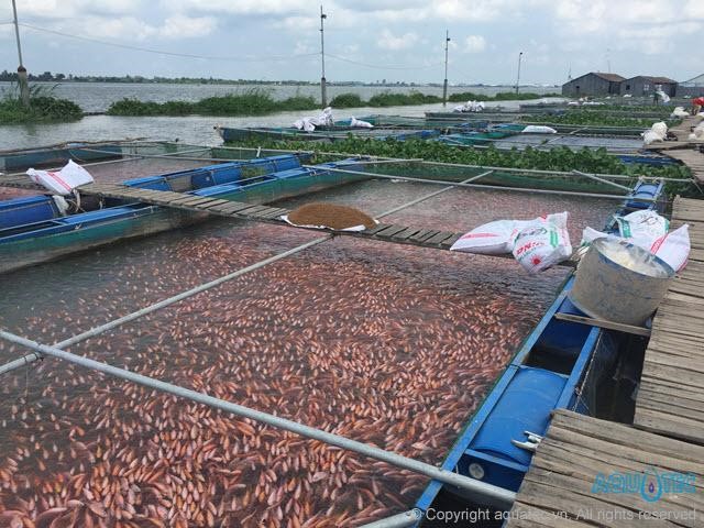  Kỹ Thuật Nuôi Cá Diêu Hồng Trong Lồng || Nuôi Cá Diêu Hồng