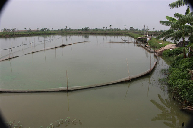 Mới Lạ Nuôi Cá Trắm Đen Nước Lợ, Lãi Khủng, Không Lo Đầu Ra