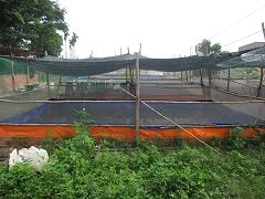 nuôi ếch thịt 2