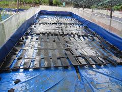 nuôi ếch thịt 3