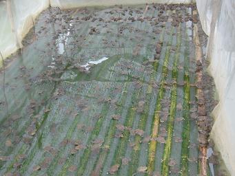 nuôi ếch thịt 4