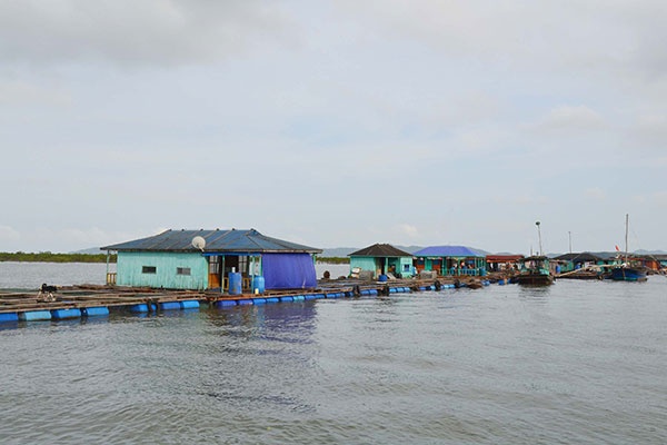 Các Xu Hướng Của Nghề Nuôi Trồng Thủy Sản Ở Châu Á Trong Năm 2019