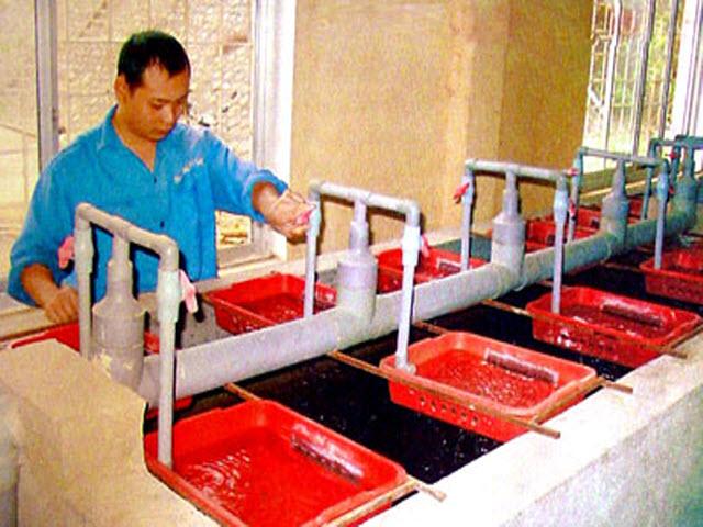 Kỹ Thuật Nhân Giống Cá Rô Phi Đơn Tính Đực || Kiến Thức Khác