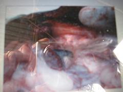 nuôi ếch thịt 5