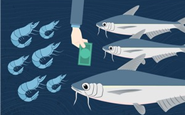 Chuyện ngành thủy sản 2018: Cá tra 'vượt vũ môn', tôm 'vùng vẫy'