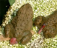 Kiến Thức Nuôi Ếch Hiệu Quả || Nuôi Ếch