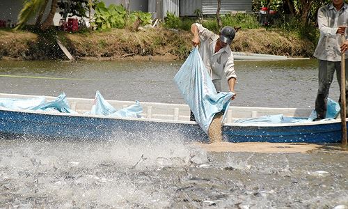 Hợp Tác Phát Triển Bền Vững Cá Tra || Nuôi Cá Tra