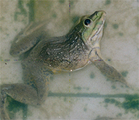 nuôi ếch thịt 6