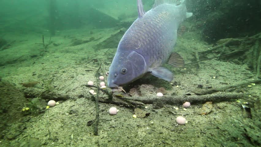 Thức Ăn Tự Nhiên Cho Cá Chép || Nuôi Cá Chép