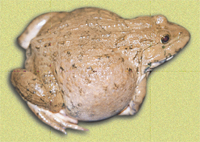 nuôi ếch thịt 8