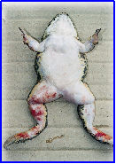 nuôi ếch thịt 9