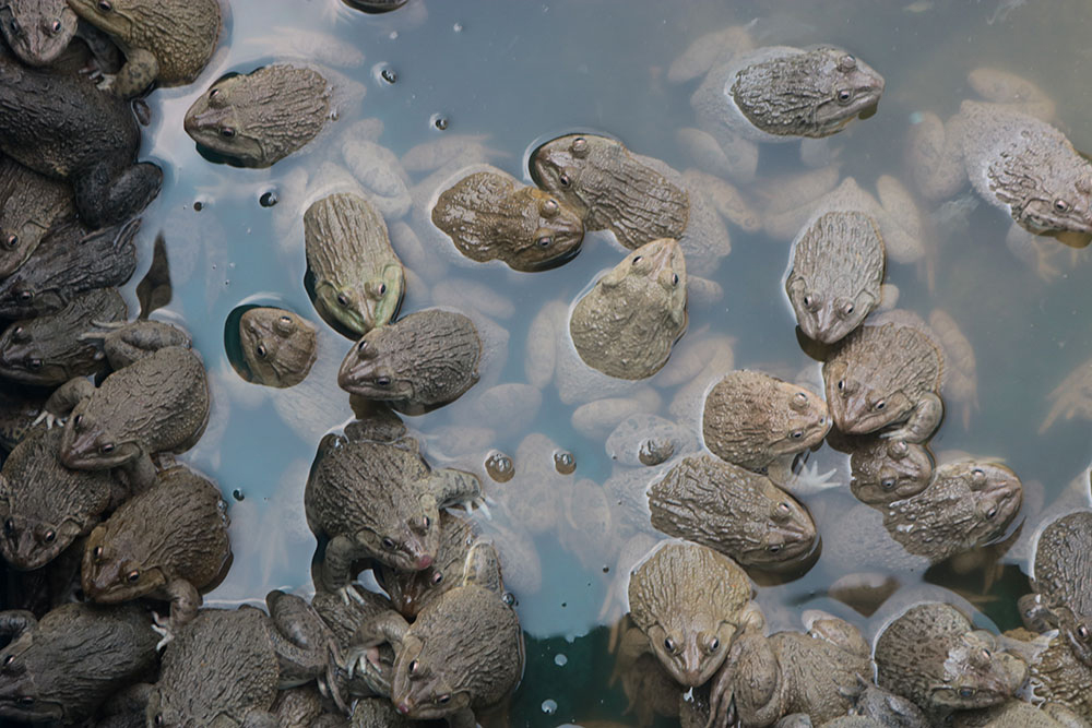 Quy Trình Nuôi Ếch Thịt Hiệu Quả || Nuôi Ếch