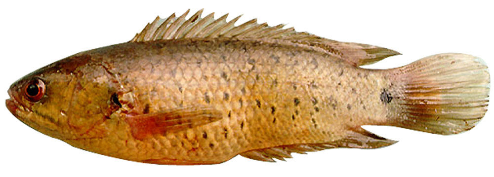 Kỹ Thuật Sinh Sản Nhân Tạo Cá Rô Đồng || Kiến Thức Khác