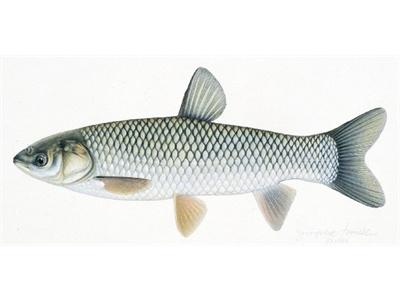 Mật Độ Nuôi Cá Trắm Cỏ Bao Nhiêu Là Hợp Lý? || Kiến Thức Khác