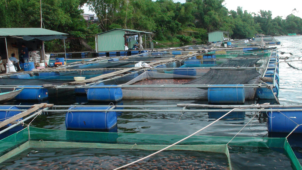 Kỹ Thuât Nuôi Trồng, Khai Thác, Chế Biến Thủy Hải Sản || Nuôi Cá Tra