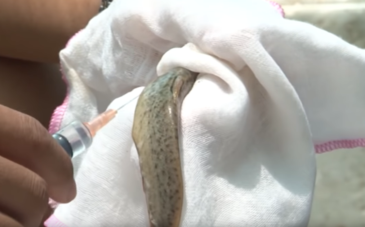 Kỹ Thuật Thụ Tinh Cá Chạch Đạt Năng Suất 90% || Kiến Thức Khác