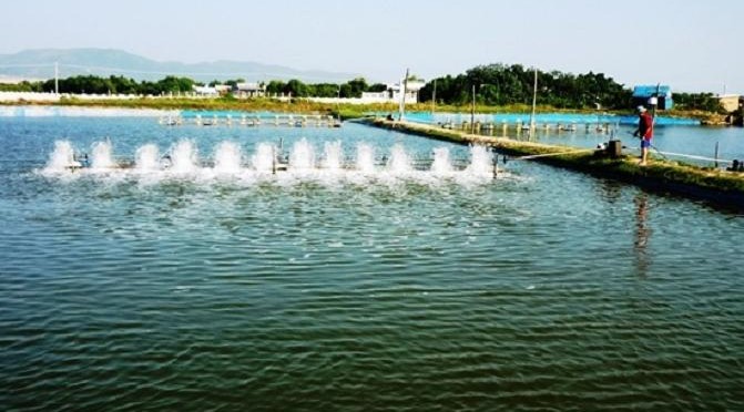 Những Lưu Ý Quan Trọng Trước Lúc Thả Nuôi Tôm