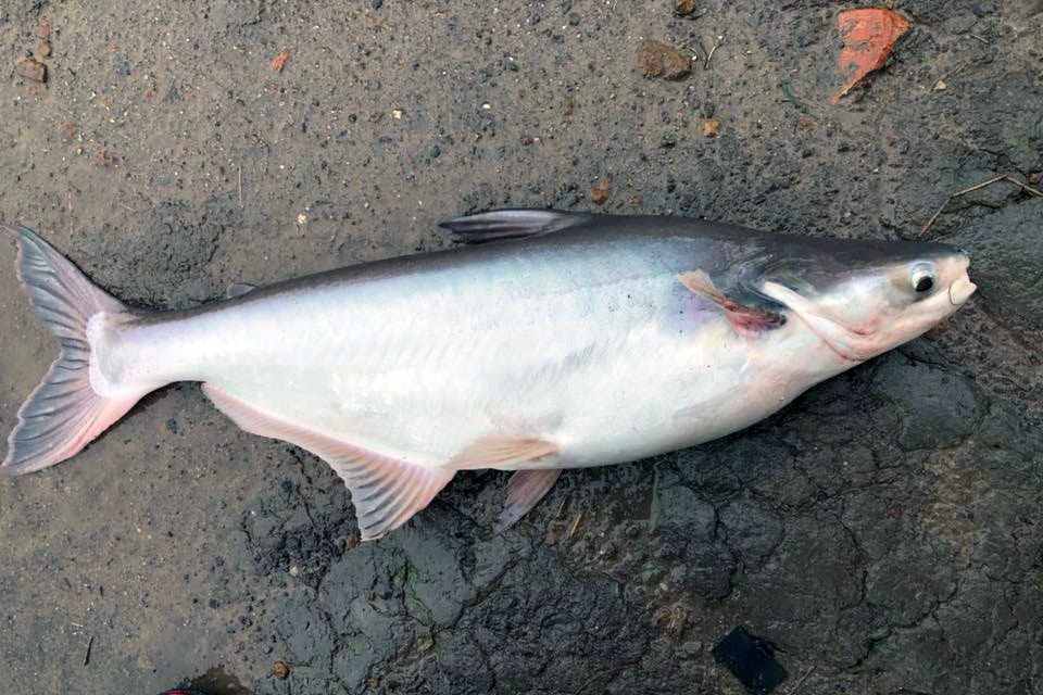 Chitosan có thật sự kích thích miễn dịch ở cá tra?