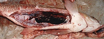 Xuất Huyết Và Viêm Ruột Ở Cá Trắm Cỏ, Đã Có Thuốc Chữa? || Kiến Thức Khác