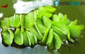 Bèo tai chuột: Biện pháp xử lý trong ao cá