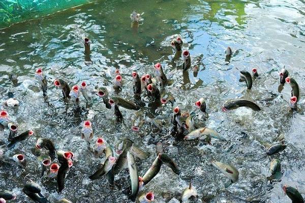 Tổng Hợp Kỹ Thuật Nuôi Cá Lóc Đạt Hiệu Quả Cao