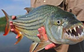 Sử dụng cam thảo nhằm giúp cá miễn dịch tốt hơn