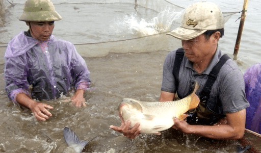 Cá chép ăn gì? Thức ăn dành cho cá chép trong ao nuôi