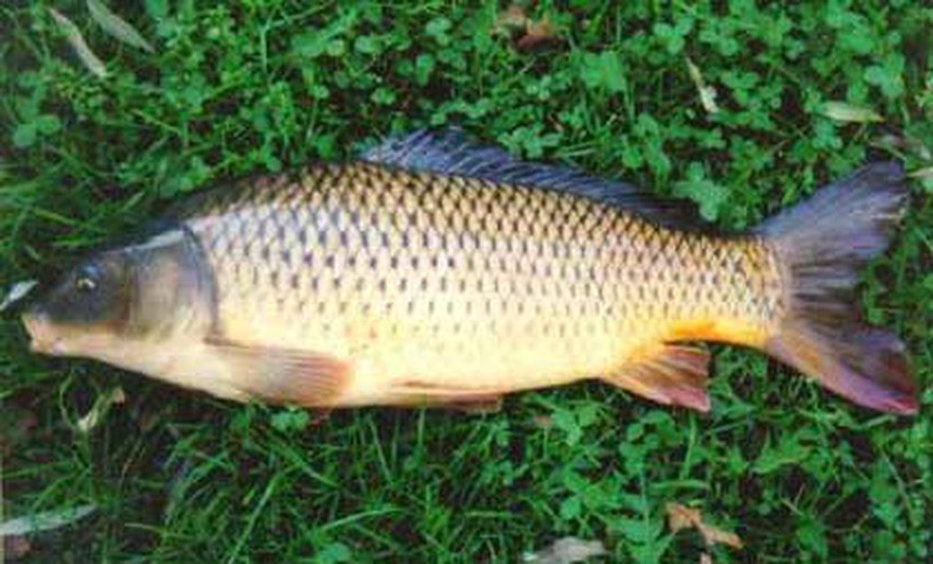 Kỹ Thuật Nuôi Cá Chép Lai