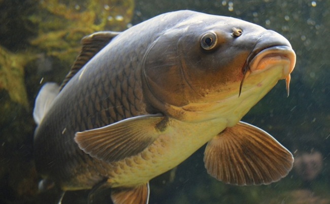 Giới Thiệu Hệ Thống Nuôi Cá Da Trơn Và Cá Chép Lồng