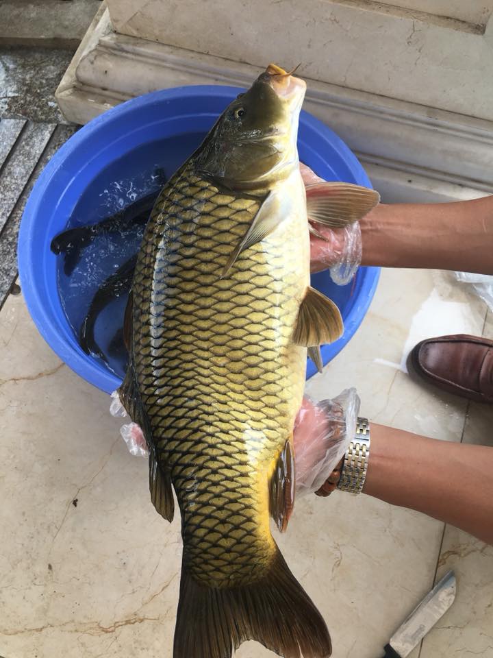 Phương Pháp Nuôi Cá Chép Thương Phẩm