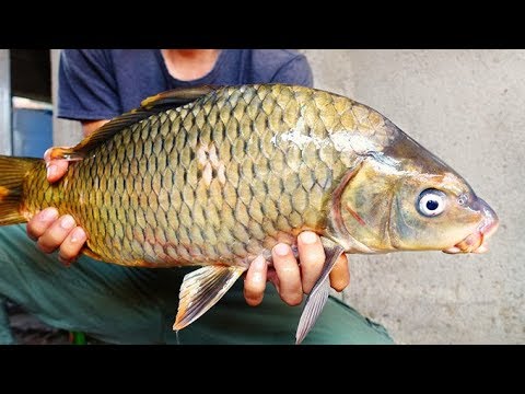 Một Số Lưu Ý Khi Nuôi Cá Chép Thương Phẩm