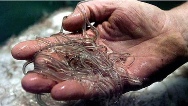 Kỹ Thuật Nuôi Cá Chình Công Nghiệp