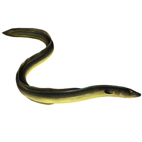 Kỹ Thuật Nuôi Cá Chình Thương Phẩm