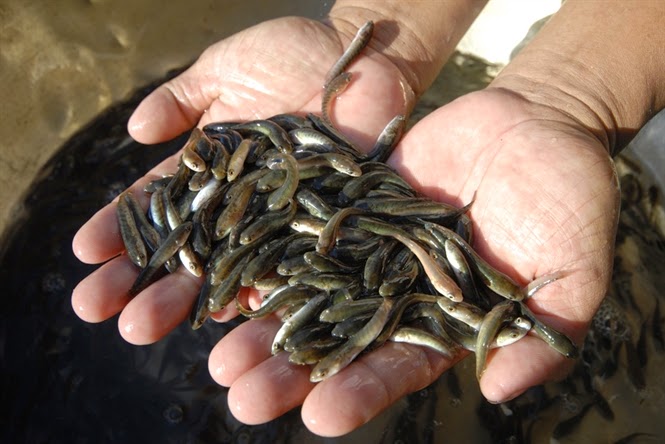 Một Số Lưu Ý Khi Thả Cá Giống Đạt Tỉ Lệ Sống Cao