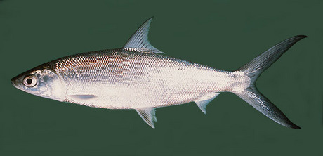 Kỹ thuật nuôi cá măng biển