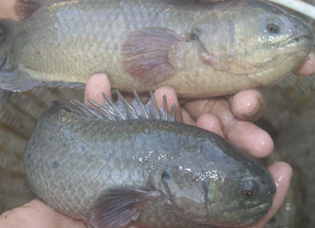 Tác Nhân Gây Bệnh Đen Thân Ở Cá Rô Đông Nuôi Thâm Canh || Kiến Thức Khác