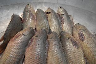 cá rô đầu vuông