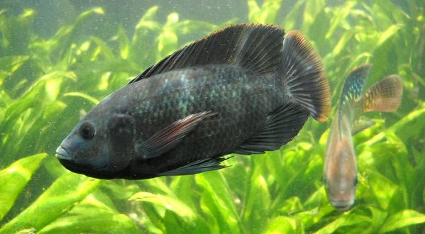 Quy Trình Kỹ Thuật Nuôi Cá Rô Phi Đơn Tính || Kiến Thức Khác