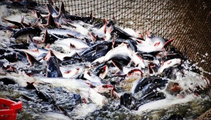 Cơ Hội Để Việt Nam Xây Dựng Lại Hình Ảnh Cá Tra || Nuôi Cá Tra