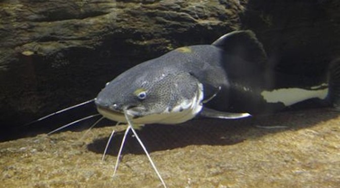 Nên Cho Cá Trê Ăn Thức Ăn Gì? Kỹ Thuật Nuôi Cá Trê Cần Lưu Ý