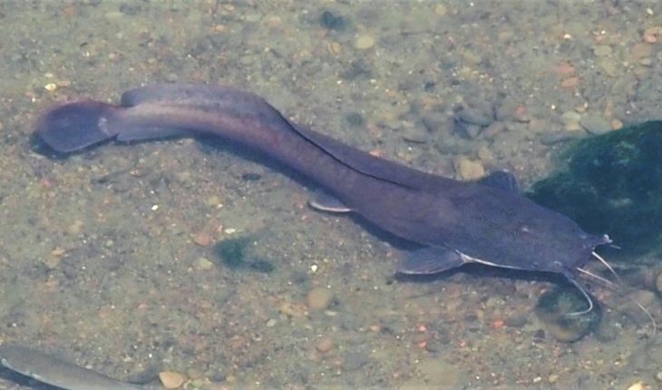 Các Bước Nhân Giống Cá Trê Châu Phi Đạt Hiệu Quả Cao