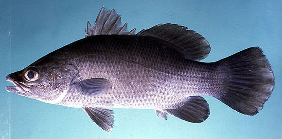 Kỹ thuật cá chẽm thương phẩm trong ao