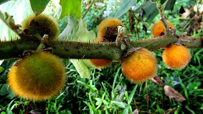 TĂNG ĐỀ KHÁNG CHO CÁ RÔ PHI NHỜ THẢO DƯỢC TỰ NHIÊN