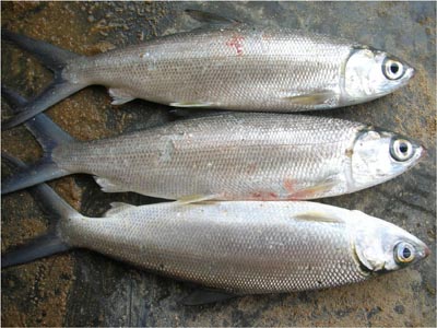 Cá măng biển là gì? Cá măng biển nấu gì ngon?